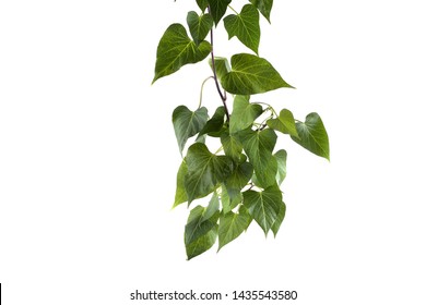 Sweet Potato Plant Isolated On White