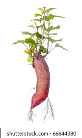 Sweet Potato With Roots And Leaves. Isolated On White Background.