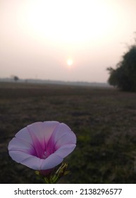 The Sweet Potato Or Sweetpotato Is A Dicotyledonous Plant That Belongs To The Bindweed Or Morning Glory Family