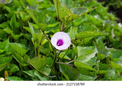 Sweet Potato Or Sweetpotato Plant And Flower