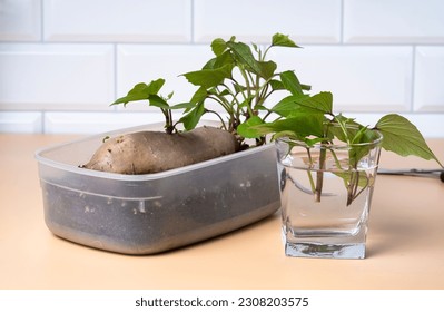 A sweet potato tuber with sprouts and leaves grown. Propagation of sweet potatoes for planting seedlings in the ground. Young sweet potato stalks for germination in water. - Powered by Shutterstock