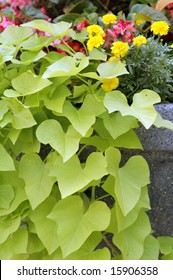 Sweet Potato Vine