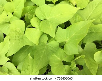 Sweet Potato Vine