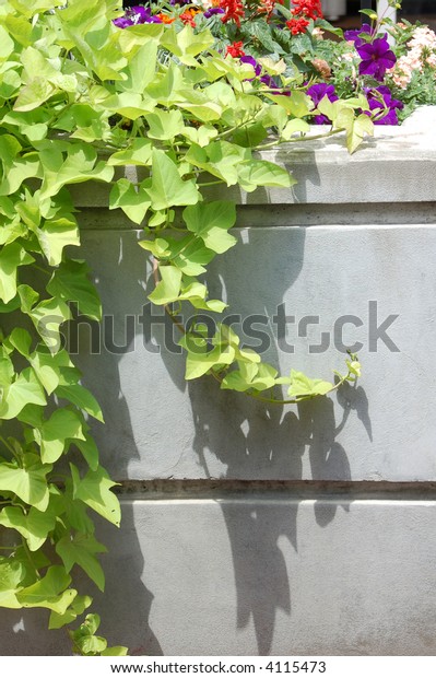 Sweet Potato Vine Ground Cover Garden Stock Photo Edit Now 4115473