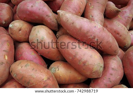 Sweet potatoes piled for market