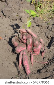 Sweet Potatoes Roots Harvesting. Organic Sweet Potatoes Gardening. Sweet Potatoes Growing. Sweet Potatoes Photo.