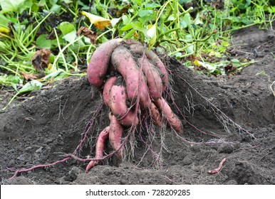 Sweet Potatoes, Yams Harvesting. Organic Sweet Potatoes Gardening. Sweet Potatoes Growing. 