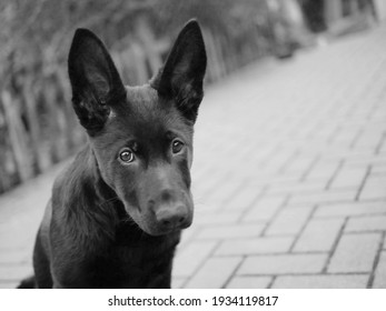 Sweet puppy dog with big ears. Black and white portrait of a puppy with a sad look in the garden.	