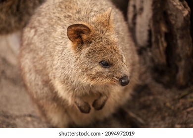 Sweet Quokka Australia Marsupial Kangaroo