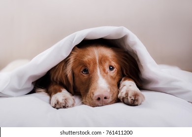 Sweet Red Dog Peeks Out From Under The Blankets. Pet Lies On The Bed