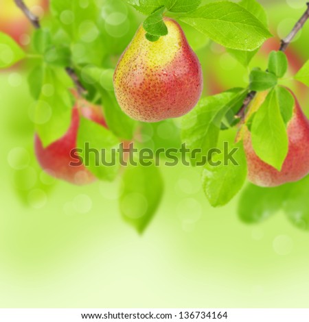 Similar – Image, Stock Photo Apple, ripe on the tree