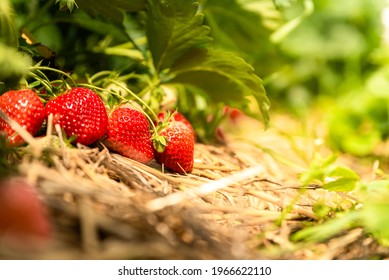 Sweet red strawberries growing on organic strawberry farm field in summer. Strawberries harvest. Agriculture and ecological fruit farming concept - Powered by Shutterstock