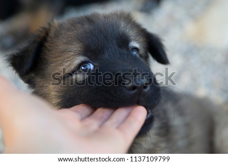 Sweet rescue dog puppy nibble my hand while watching in my eyes in south Italy.