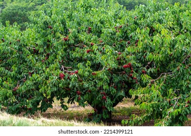 Sweet ripe black cherry berries hanging on cherry tree in fruit orchard on June, near Venasque village, Luberon, France