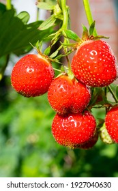 Sweet ripe red strawberry hanging on plant in garden close up