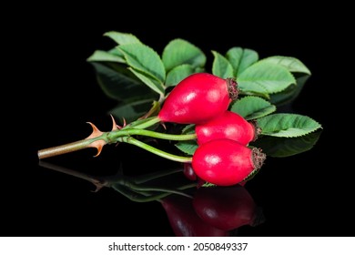 Sweet ripe rosehip fruits on beautiful briar twig with reflection on shiny black background. Rosa canina. Closeup of fresh red rose hips, green leaves or thorns on brier branch in artistic still life.