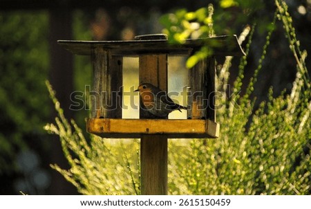 Sweet robin at its food place