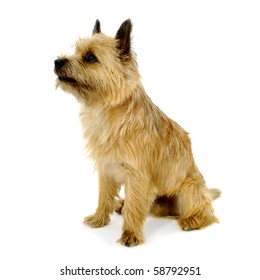 649 Cairn terrier white background Images, Stock Photos & Vectors ...