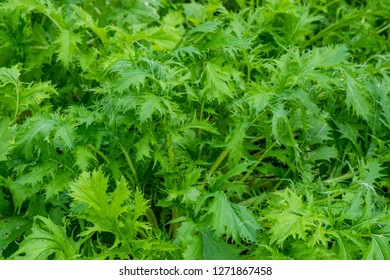 Sweet Sagewort Or Annual Wormwood Plant