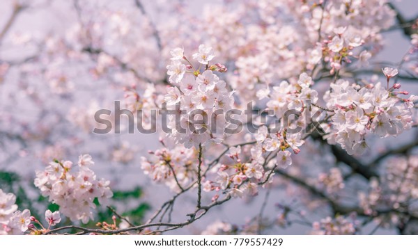 Sweet Sakura Cherry Blossom Spring Time Stock Photo (Edit Now) 779557429