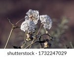 Sweet Sand Verbena or Snowball blooms in  the high desert of New Mexico in spring