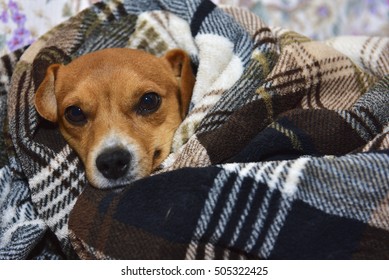 2,769 Wrapped in a dog blanket Images, Stock Photos & Vectors ...