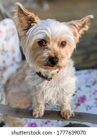 Sweet Silky Terrier Puppy Animated By Curiosity