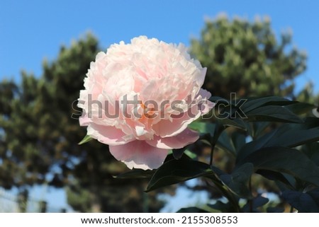 Sweet Sixteen. Close-up of big pink peony flowers in the garden. Beautiful perennial blooming shrub.    
