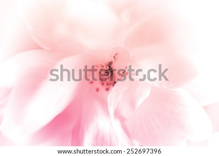 Similar – Pink Beauty Farbfoto