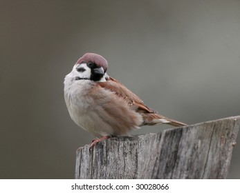 sweet sparrow perched on wooden bar - Powered by Shutterstock
