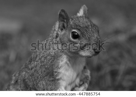 Image, Stock Photo Omnomnoma Animal