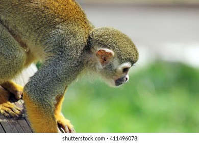 Sweet Squirrel Monkey