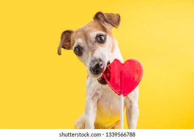 2,468 Dog Eating Candy Images, Stock Photos & Vectors | Shutterstock