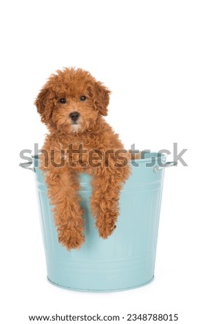 Sweet toypoodle puppy into bucket