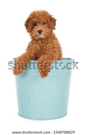 Sweet toypoodle puppy into bucket