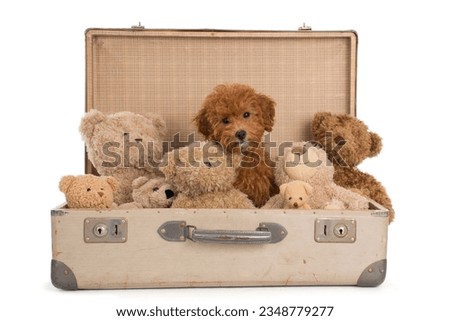 Sweet toypoodle puppy into vintage suitcase with teddybears