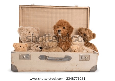 Sweet toypoodle puppy into vintage suitcase with teddybears