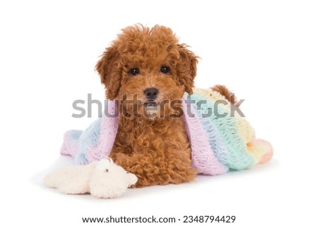 Sweet Toypoodle puppy with pastel colored blanket