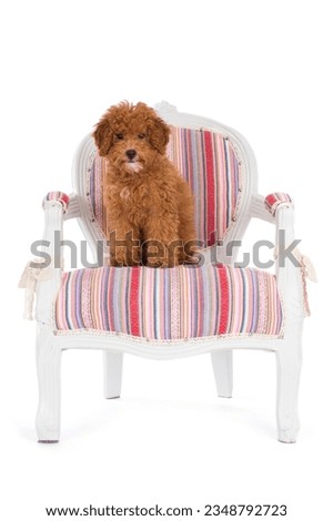 Sweet toypoodle puppy sitting on chair