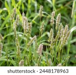 Sweet vernal grass, Anthoxanthum odoratum, growing in Galicia, Spain