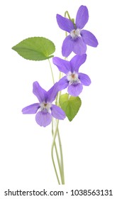 Sweet Violet, Viola  Isolated On White Background