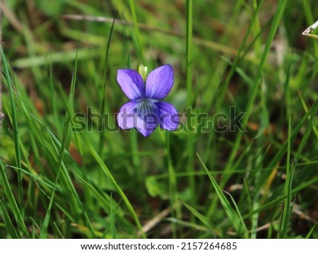 Sweet Violet (Viola odorata) blossom closeup. Wood violet flowering plant in bloom. Beautiful springtime moment with green meadow and a isolated wildflower.