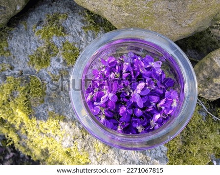 Sweet Violet, Viola odorata, picked in a jar, can be used in herbal medicine and dessert incl. delicious syrup