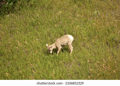 Sweet Wandering Baby Bighorn Sheep Meandering About.