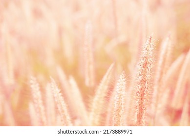 Sweet and warm early morning  light on grass flower in fresh air of autumn time. A cool earth toned image for a warm welcome of summer and fall. Calm and peaceful environmental earth concept.