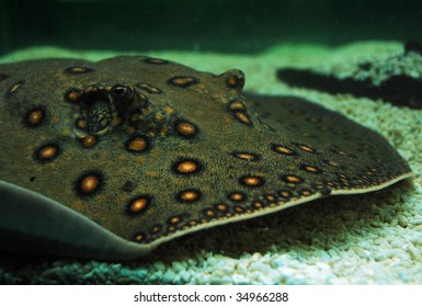 Sweet Water Ray (Potamotrygon Motoro).