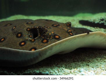 Sweet Water Ray (Potamotrygon Motoro).