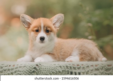 Sweet Welsh Corgi Pembroke Puppy