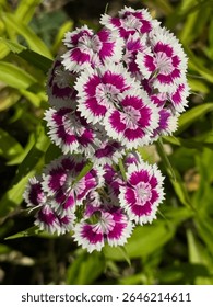 Sweet William plant in full bloom in northern Illinois. 