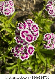 Sweet William plant in full bloom in northern Illinois. 
